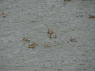 29215774050_c7aabaa419_n.jpg