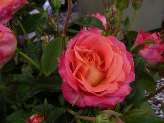 27150575638_e7ed6c8a72_n.jpg