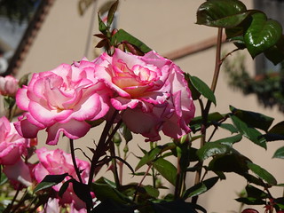 43729816310_5367fc3b59_n.jpg
