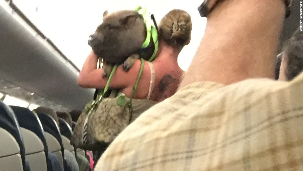 141130153420-pig-on-plane-horizontal-large-gallery.jpeg