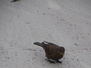33532014701_2f1597182d_n.jpg
