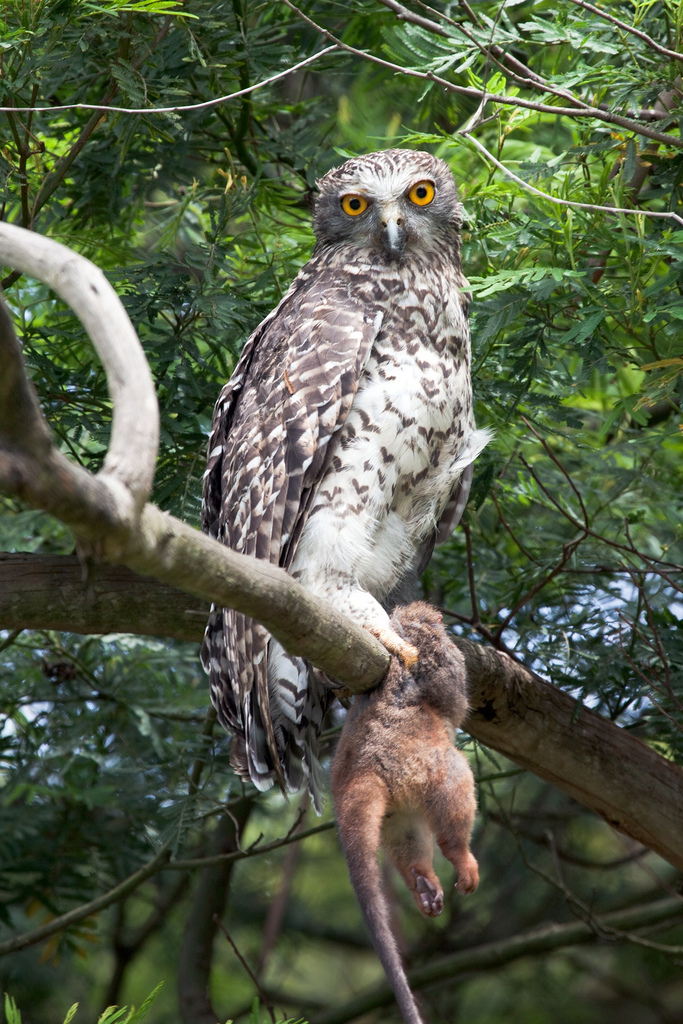 woodiwild.org