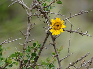 32969914201_01d438f900_n.jpg