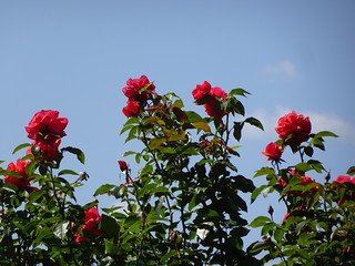 32303715807_fd06467fe2_n.jpg