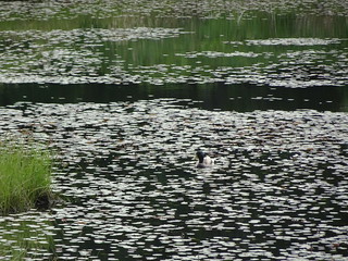 41686578834_9ab76335f4_n.jpg