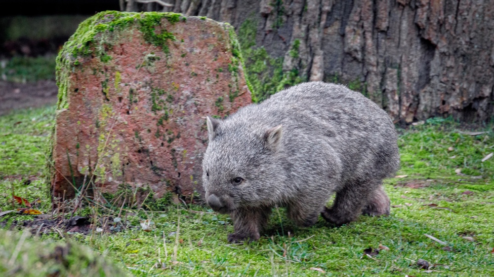 www.zoopraha.cz