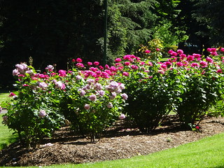 44136464730_20ea27cdcb_n.jpg