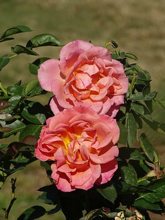 31222043992_2ed99c6ce7_n.jpg