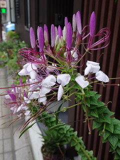 44802633311_a103f79359_n.jpg