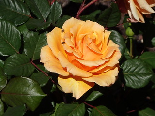 31620438748_2d4ee0119a_n.jpg
