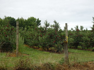 47191422492_86b81db410_n.jpg
