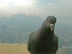 2950464299_fc6f607ea8_m.jpg