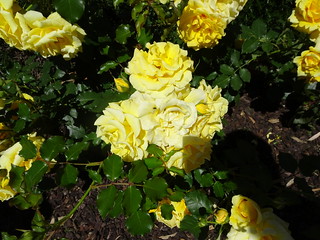 43676606550_9f3551c16b_n.jpg