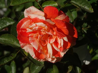 31329752516_209ef9f3d6_n.jpg