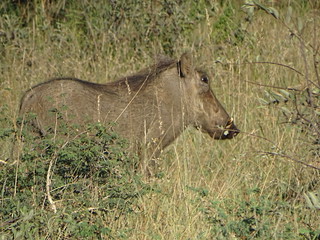 33352093924_7126050dd4_n.jpg
