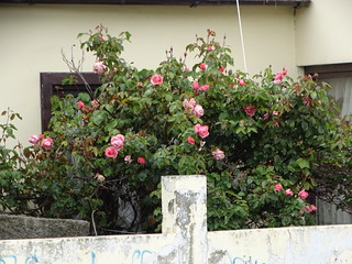 33512301421_da5c56d2e6_n.jpg