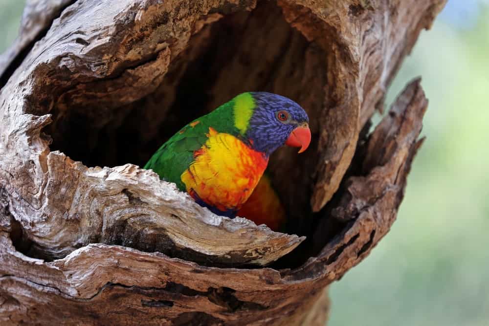 www.australiangeographic.com.au