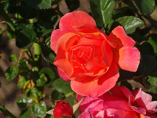 31250973901_9f0687cfc5_n.jpg