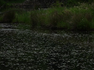 41686611644_6f3ff20699_n.jpg