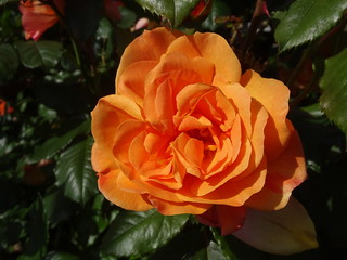 45072153435_7672d01f80_n.jpg