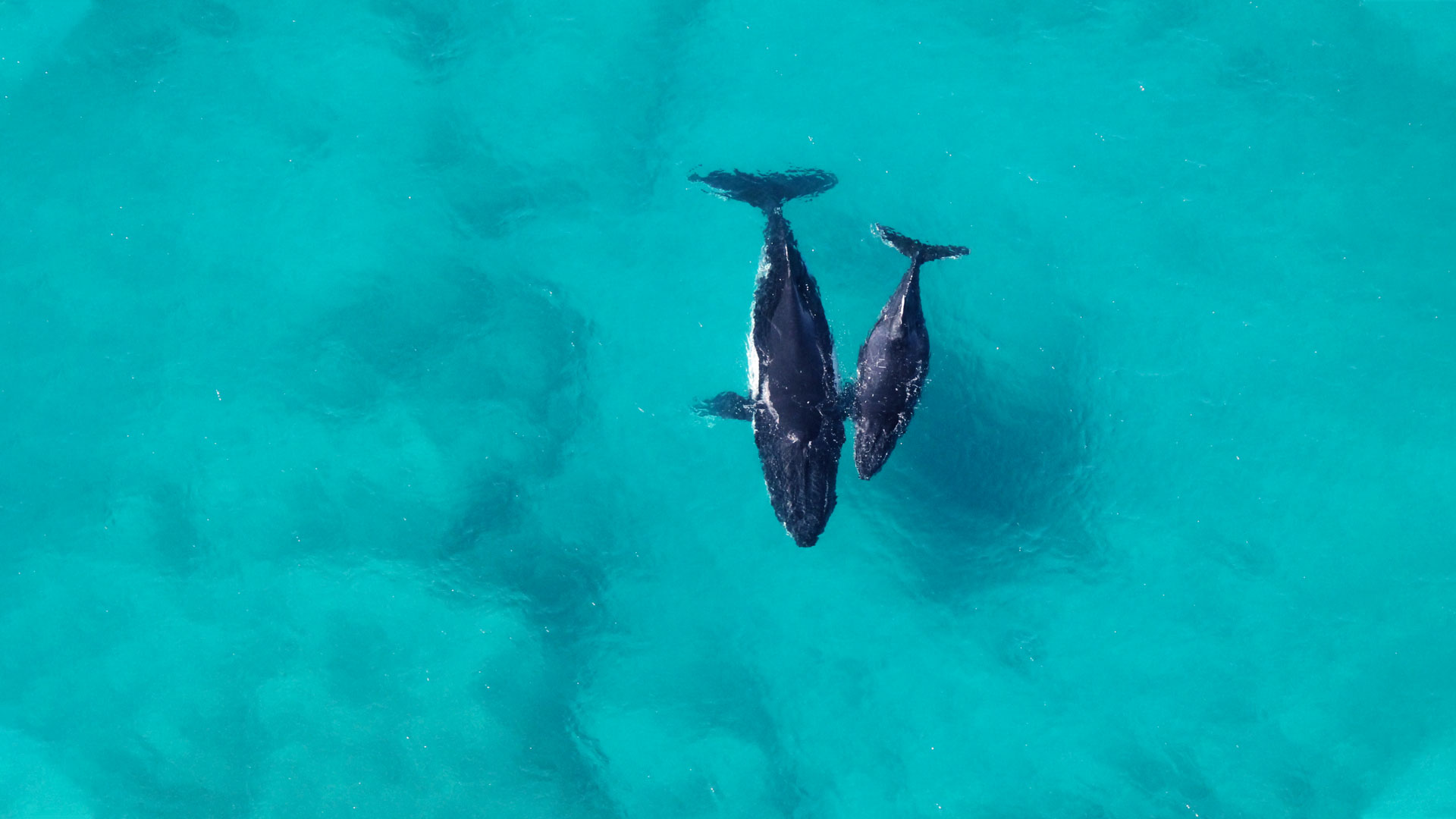 www.birdseyeview.net.au