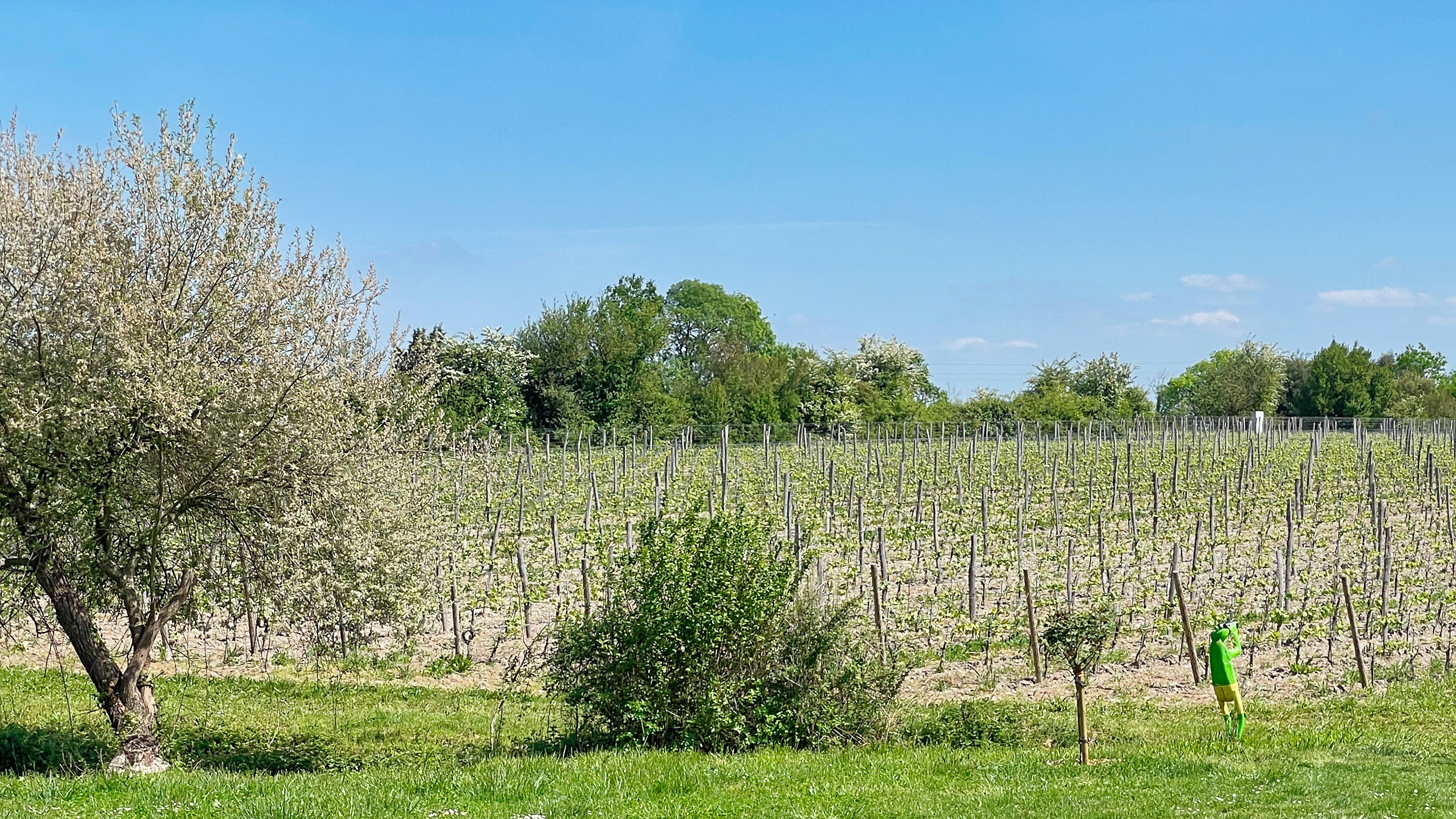 www.vinography.com