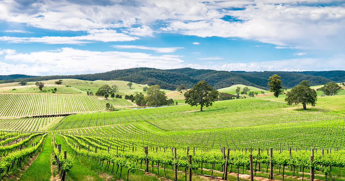 www.winecompanion.com.au