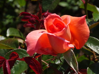 47193700222_c56df504c2_n.jpg
