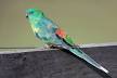 image of Red-rumped parrot