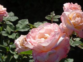 33370004988_e12577570c_n.jpg