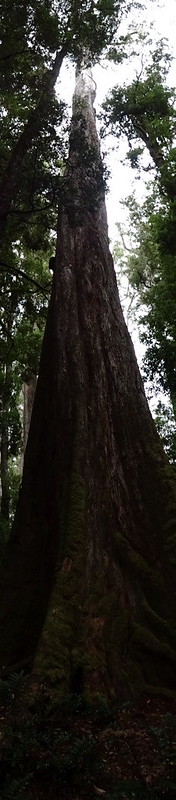38955901470_77e80f1958_c.jpg