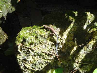 DSC00518.JPG