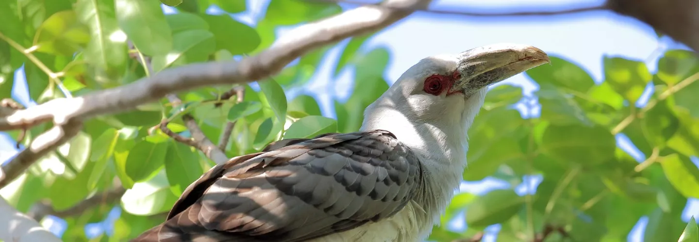 birdlife.org.au