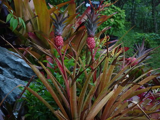 35930996215_48ffe907b8_n.jpg