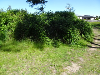 32061997828_0cc55ea25b_n.jpg