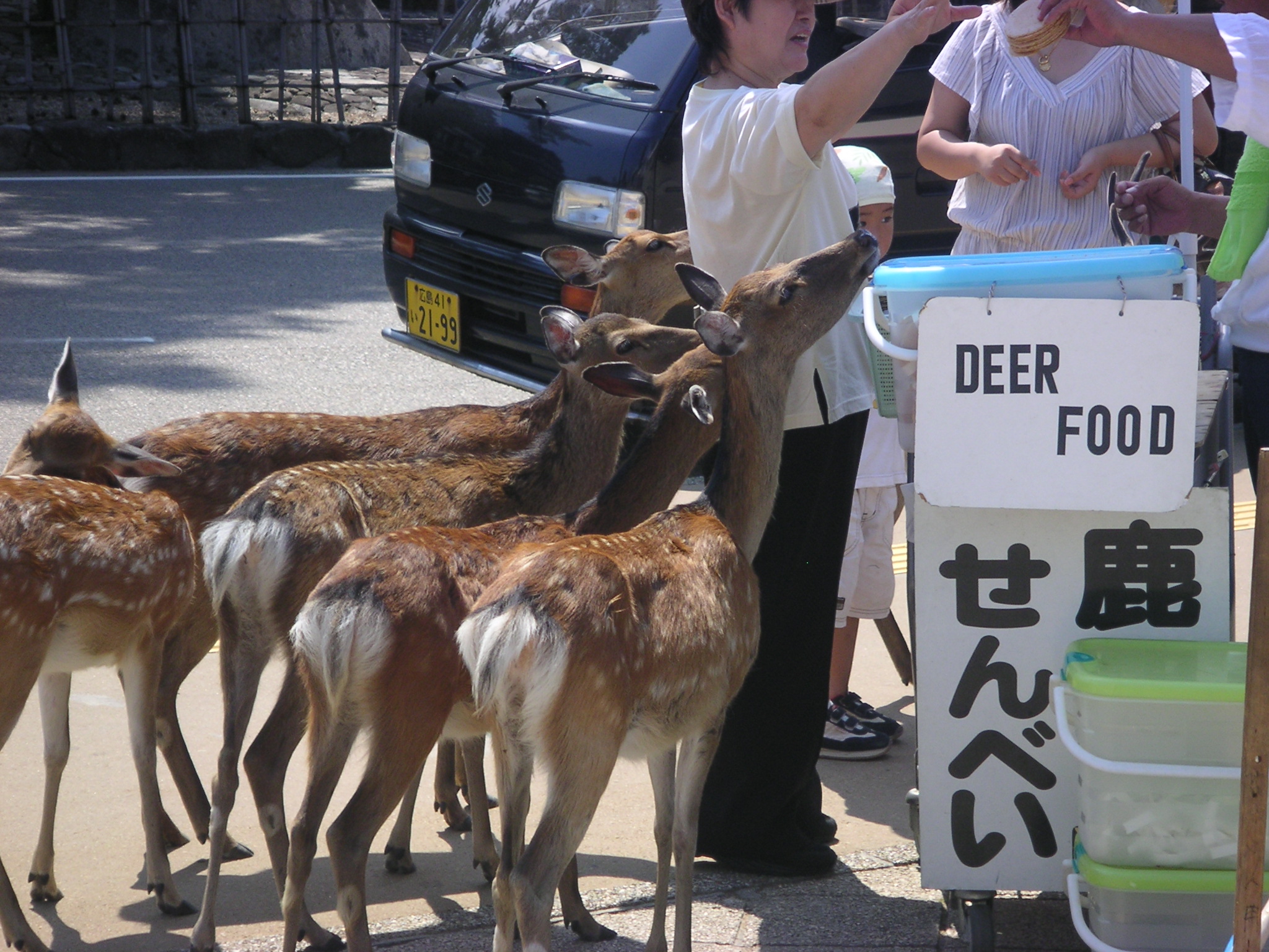 Miyajima_tame_deer.jpg