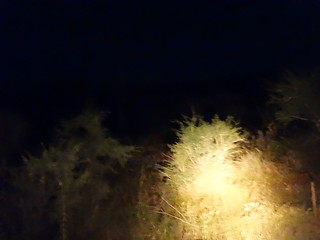 34195749535_2885b02e0c_n.jpg
