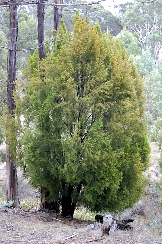 tasmanianplants.wordpress.com