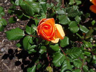 44579567005_89eb2cf68f_n.jpg