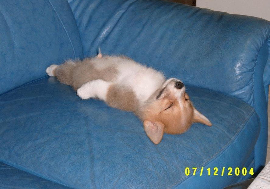 xqpev.jpg