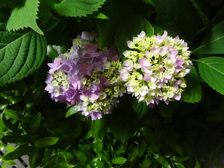38327640301_dedce4738b_n.jpg