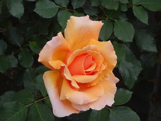 37422943604_e7191386c8_n.jpg