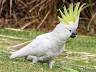image of Sulphur-crested cockatoo