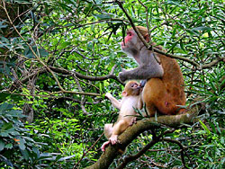 macaque.jpg