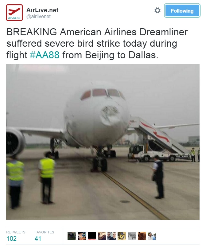 birdstrike.jpg