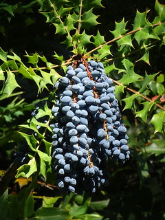 45040900385_c3e2f1316e_n.jpg