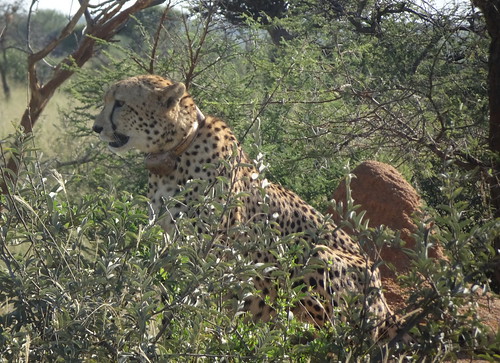 34151367346_968deaba66.jpg