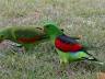 image of Red-winged parrot