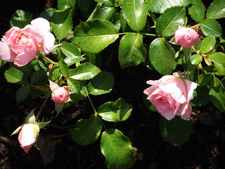 32303716457_f0f2924807_n.jpg