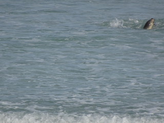 37343741075_db0cbde1dc_n.jpg